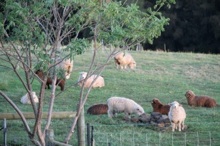 Sheep in field
